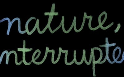 Interview: Dame Cook on Her New Album “nature, interrupted”